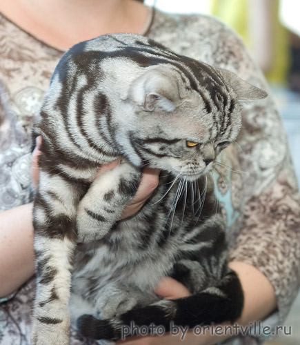 Американская короткошерстная