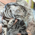 Американская короткошерстная