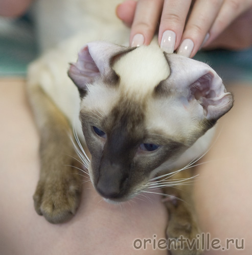 Астерикс типа кёрл