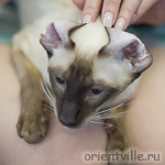 Астерикс типа кёрл