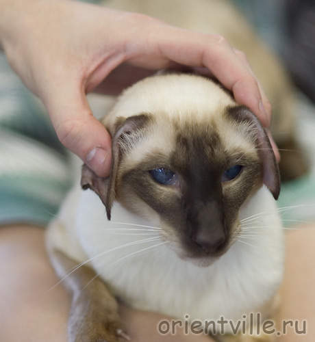 Астерикс типа фолд