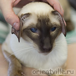 Астерикс типа фолд