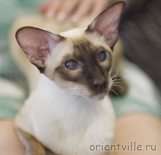 Orientville's Asterix. 2 years