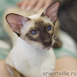 Orientville's Asterix. 2 years