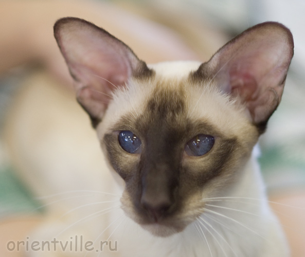 Orientville's Asterix