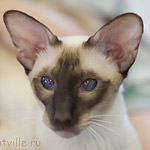 Orientville's Asterix