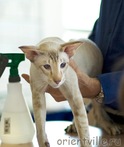 Кеша на экспертизе Massimo