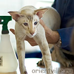 Кеша на экспертизе Massimo