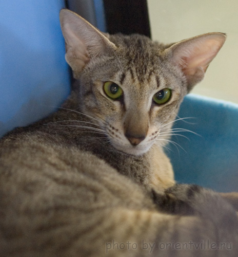 Artemida Baty Hilton-Cats