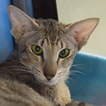 Artemida Baty Hilton-Cats