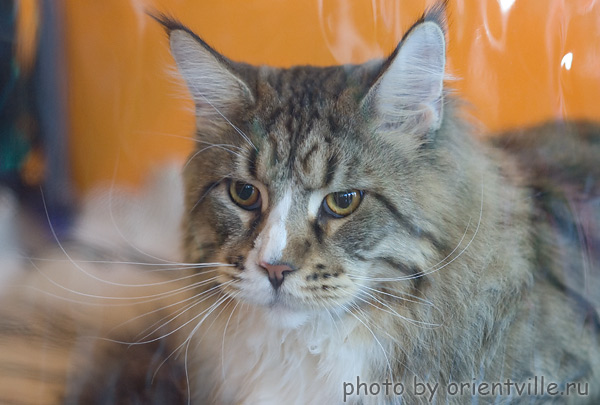 Riddlecoon's C.C. Piligrim