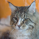 Riddlecoon's C.C. Piligrim