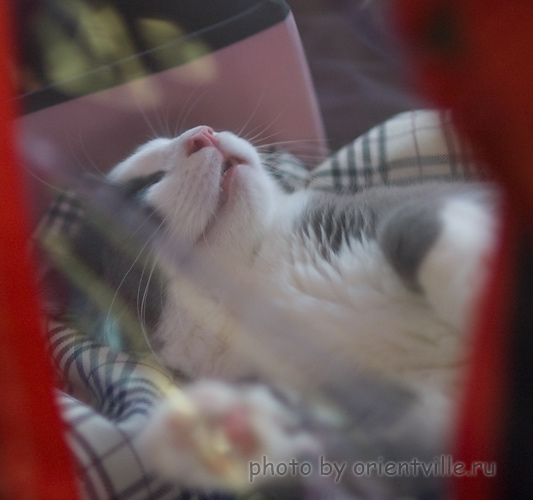 спящий участник выставки