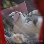 спящий участник выставки