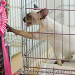 RU*Imperio Alf Justin Timberlake