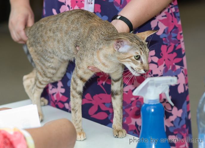 Дива на судействе Надежды Флегонтовой