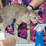 Дива на судействе Надежды Флегонтовой