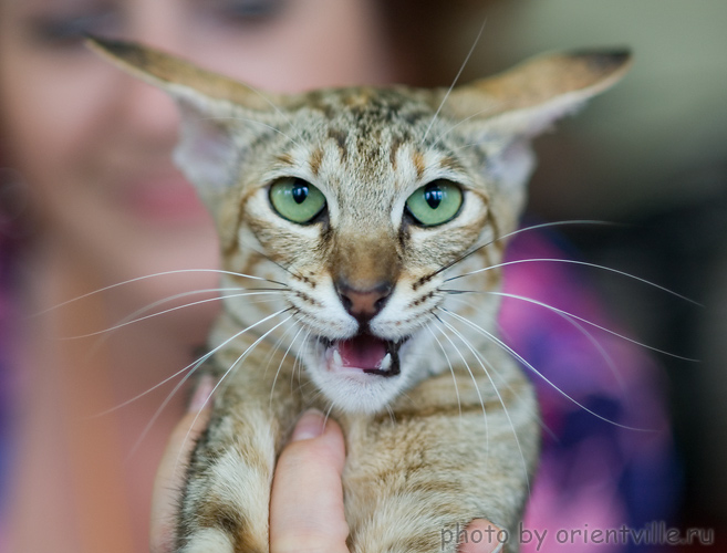 Дива - море эмоций!