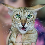 Дива - море эмоций!