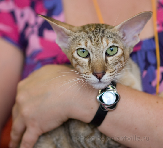 Как всё достало!