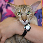 Как всё достало!