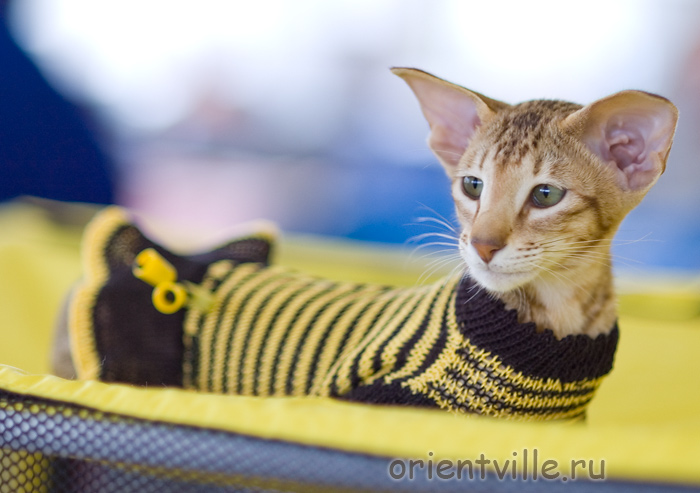 Фиона - пчелка