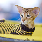 Фиона - пчелка