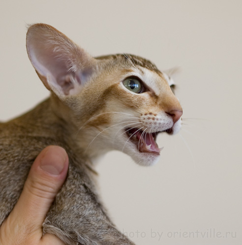 Ориентальный черепаховый тикированный котенок