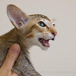 Ориентальный черепаховый тикированный котенок