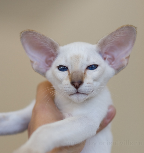 Сиамский котенок шоколад-тэбби-пойнт