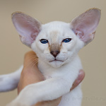 Сиамский котенок шоколад-тэбби-пойнт