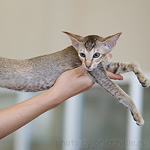 Ориентальный черепаховый тикированный котенок