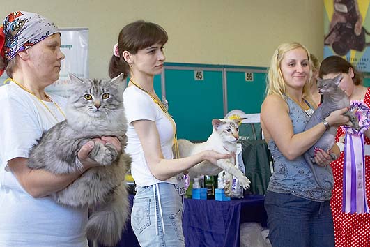 В окружении конкурентов