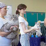 В окружении конкурентов