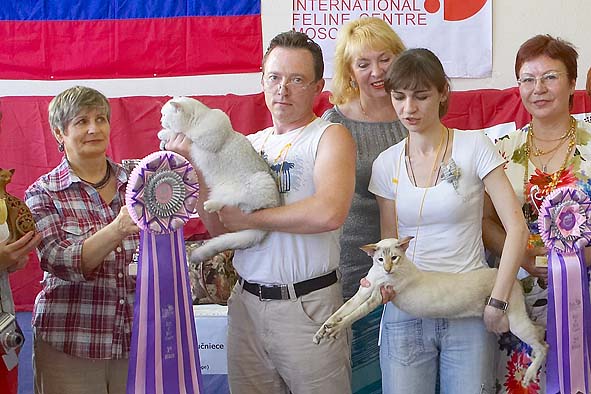 Британская кошечка шиншилла - 1е место и Кеша - 2е место