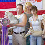 Британская кошечка шиншилла - 1е место и Кеша - 2е место