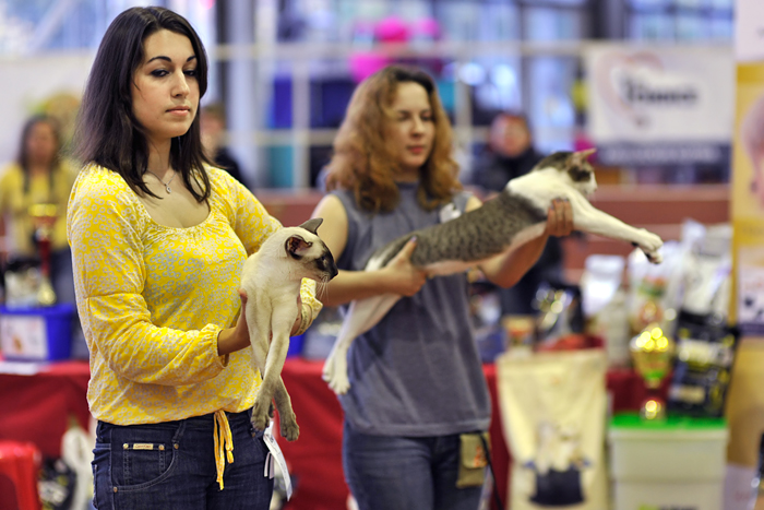 Астерикс на Best in Show