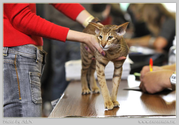 Фиона на экспертизе