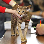 Фиона на экспертизе