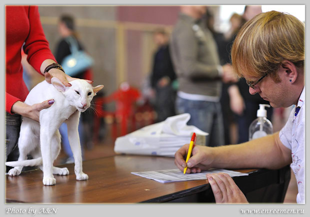 Гендальф на экспертизе