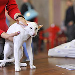 Гендальф на экспертизе