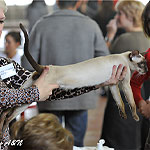 Судейство Рикса