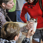 Судейство Рикса