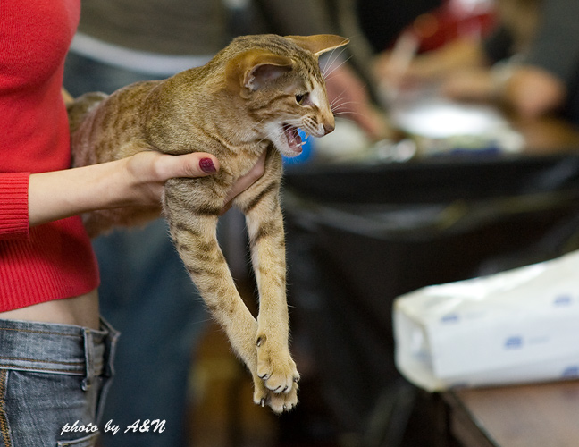 Фиона на экспертизе