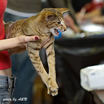 Фиона на экспертизе