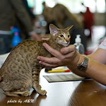 Фиона на экспертизе