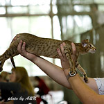 Фиона на экспертизе