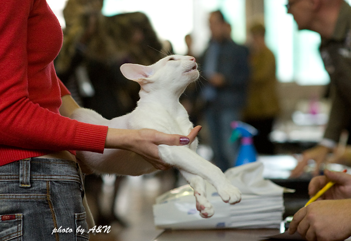 Гендальф на экспертизе