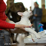 Гендальф на экспертизе