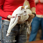 Гендальф на экспертизе